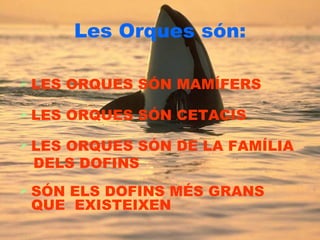 Les Orques són: LES ORQUES SÓN MAMÍFERS  LES ORQUES SÓN CETACIS LES ORQUES SÓN DE LA FAMÍLIA DELS DOFINS SÓN ELS DOFINS MÉS GRANS QUE  EXISTEIXEN   