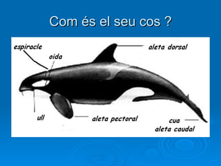 Com és el seu cos ? 