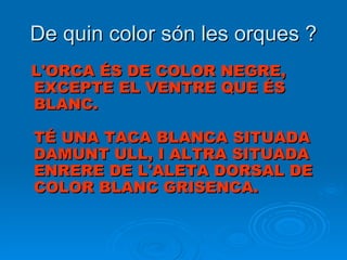 De quin color són les orques ? L'ORCA ÉS DE COLOR NEGRE, EXCEPTE EL VENTRE QUE ÉS BLANC.  TÉ UNA TACA BLANCA SITUADA DAMUNT ULL, I ALTRA SITUADA ENRERE DE L'ALETA DORSAL DE COLOR BLANC GRISENCA.   