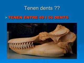 Tenen dents ?? TENEN ENTRE 40 I 56 DENTS  