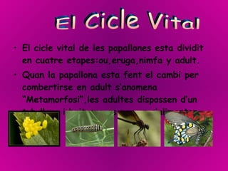 El cicle vital de les papallones esta dividit en cuatre etapes:ou,eruga,nimfa y adult. Quan la papallona esta fent el cambi per combertirse en adult s’anomena “Metamorfosi”,les adultes dispossen d’un tub llarg i buit que es per on s’alimenten. El Cicle Vital  