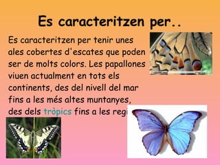Es caracteritzen per.. Es caracteritzen per tenir unes ales cobertes d'escates que poden ser de molts colors. Les papallones viuen actualment en tots els continents, des del nivell del mar fins a les més altes muntanyes, des dels  tròpics  fins a les regions  àrtiques .. 