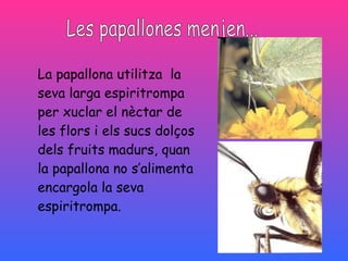Les papallones menjen... La papallona utilitza  la seva larga espiritrompa   per xuclar el nèctar de les flors i els sucs dolços dels fruits madurs, quan la papallona no s’alimenta encargola la seva espiritrompa. 
