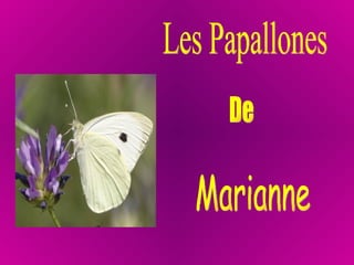 Les Papallones De Marianne 