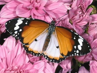 Les Papillons D Amour