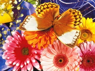 Les Papillons D Amour