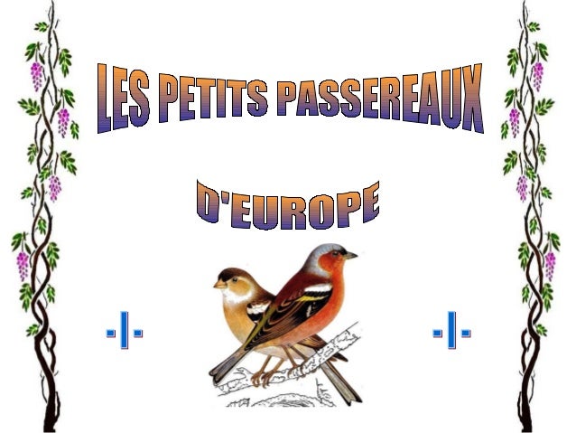Les Petits Passereaux D Europe 1