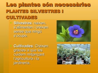 Les plantes són necessàries PLANTES SILVESTRES I CULTIVADES Silvestres : naixen, s’alimenten i creixen sense que ningú s’ocupe. Cultivades : Creixen gràcies a que les cuidem mitjançant l’agricultura i la jardineria. 