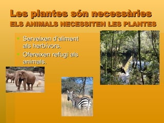 Les plantes són necessàries ELS ANIMALS NECESSITEN LES PLANTES Serveixen d’aliment als herbívors. Ofereixen refugi als animals. 