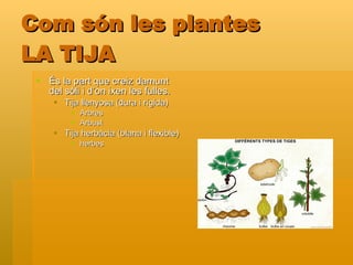 Com són les plantes LA TIJA És la part que creiz damunt del sòli i d’on ixen les fulles. Tija llenyosa (dura i rígida) Arbres Arbust  Tija herbàcia (blana i flexible) herbes 