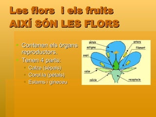 Les flors  i els fruits AIXÍ SÓN LES FLORS Contenen els òrgans reproductors. Tenen 4 parts: Calze (sépals) Corol.la (pètals) Estams i gineceu 