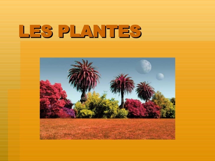 LES PLANTES 