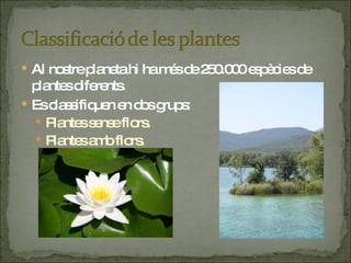 Al nostre planeta hi ha més de 250.000 espècies de plantes diferents. Es classifiquen en dos grups: Plantes sense flors. Plantes amb flors. 