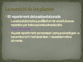 El repartiment de la saba elaborada: La saba elaborada que s’ha format a les fulles es reparteix per tota la planta a través dels  vasos liberians . Aquest repartiment es necessari perque a les tiges i a les arrels no hi ha fotosíntesi i necessiten rebre aliments. 