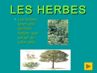 LES HERBESLES HERBES
 Les herbesLes herbes
tenen unatenen una
tija fina itija fina i
flexible, queflexible, que
sol ser desol ser de
color verd.color verd.
 