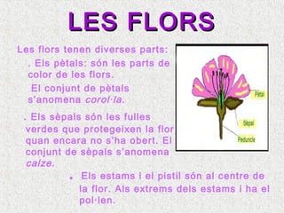 LES FLORSLES FLORS
Les flors tenen diverses parts:
. Els pètals: són les parts de
color de les flors.
El conjunt de pètals
s’anomena corol·la.
. Els sèpals són les fulles
verdes que protegeixen la flor
quan encara no s’ha obert. El
conjunt de sèpals s’anomena
calze.
. Els estams i el pistil són al centre de
la flor. Als extrems dels estams i ha el
pol·len.
 