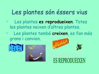 Les plantes són éssers vius
 Les plantes es reprodueixen. Totes
les plantes neixen d’altres plantes.
 Les plantes també creixen, es fan més
grans i canvien.
 