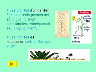 Les plantes s’alimenten.
Per les arrels prenen del
sòl aigua i altres
substàncies: fabriquen el
seu propi aliment.
Les plantes es
relacionen amb el lloc que
viuen.
 