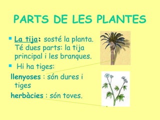 PARTS DE LES PLANTES
 La tija:: sosté la planta.
Té dues parts: la tija
principal i les branques.
 Hi ha tiges:
llenyoses : són dures i
tiges
herbàcies : són toves.
 