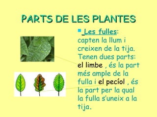 PARTSPARTS DE LES PLANTESDE LES PLANTES
 Les fulles:
capten la llum i
creixen de la tija.
Tenen dues parts:
el limbe , és la part
més ample de la
fulla i el pecíol , és
la part per la qual
la fulla s’uneix a la
tija.
 