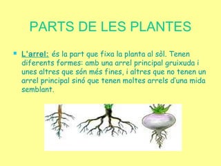 PARTS DE LES PLANTES
 L’arrel: és la part que fixa la planta al sòl. Tenen
diferents formes: amb una arrel principal gruixuda i
unes altres que són més fines, i altres que no tenen un
arrel principal sinó que tenen moltes arrels d’una mida
semblant.
 