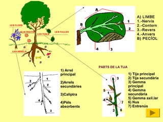 A) LIMBE
1.-Nervis
2.-Contorn
3.-Revers
4.-Anvers
B) PECÍOL
PARTS DE LA TIJA
1) Tija principal
2) Tija secundària
3) Gemma
principal
4) Gemma
secundària
5) Gemma axil.lar
6) Nus
7) Entrenús
1) Arrel
principal
2)Arrels
secundàries
3)Caliptra
4)Pèls
absorbents
 