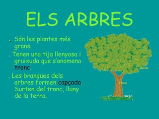 ELS ARBRES
.. Són les plantes més
grans.
. Tenen una tija llenyosa i
gruixuda que s’anomena
tronc.
. Les branques dels
arbres formen capçada.
Surten del tronc, lluny
de la terra.
 