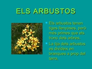 ELS ARBUSTOSELS ARBUSTOS
 Els arbustos tenenEls arbustos tenen
tiges llenyoses, peròtiges llenyoses, però
més primes que elsmés primes que els
tronc dels arbres.tronc dels arbres.
 La tija dels arbustosLa tija dels arbustos
es divideix enes divideix en
branques a prop delbranques a prop del
terra.terra.
 