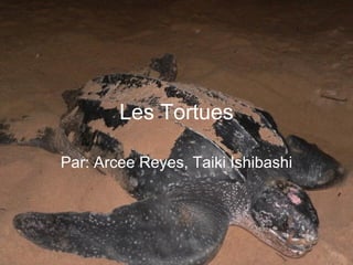 Les Tortues Par: Arcee Reyes, Taiki Ishibashi 