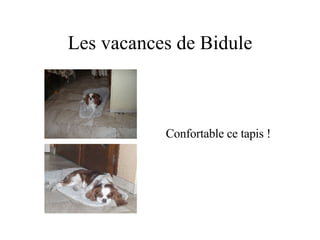 Les vacances de Bidule Confortable ce tapis ! 