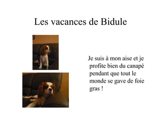 Les vacances de Bidule Je suis à mon aise et je profite bien du canapé pendant que tout le monde se gave de foie gras ! 