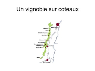 Un vignoble sur coteaux 