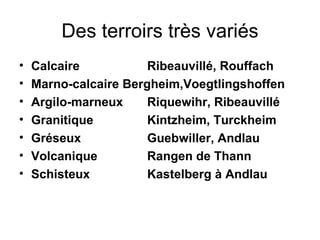 Des terroirs très variés Calcaire Ribeauvillé, Rouffach Marno-calcaire Bergheim,Voegtlingshoffen Argilo-marneux Riquewihr, Ribeauvillé Granitique Kintzheim, Turckheim Gréseux Guebwiller, Andlau Volcanique Rangen de Thann Schisteux Kastelberg à Andlau 