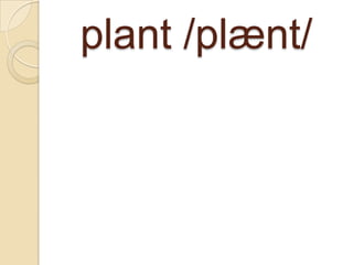 plant /plænt/

 