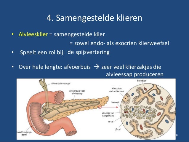 wat is de functie van alvleessap