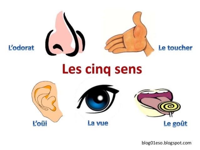 les 5 sens