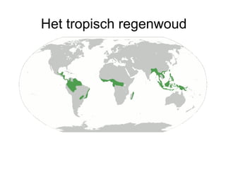 Het tropisch regenwoud
 