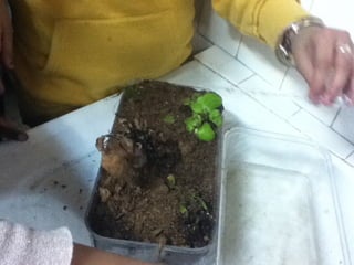 Les 6ème2 tourbière