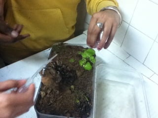 Les 6ème2 tourbière