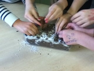 Les 6ème2 tourbière