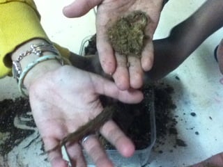 Les 6ème2 tourbière