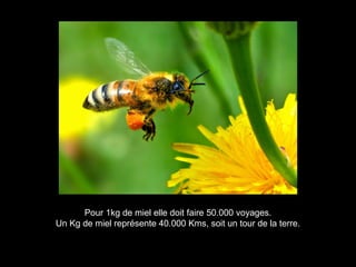 Pour 1kg de miel elle doit faire 50.000 voyages.
Un Kg de miel représente 40.000 Kms, soit un tour de la terre.
 