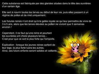 Cette substance est fabriquée par des glandes situées dans la tête des ouvrières
d’un certain âge.
Elle sert à nourrir toutes les larves au début de leur vie, puis elles passent à un
régime de pollen et de miel uniquement.
Les futures reines n’ont droit qu’à la gelée royale ce qui leur permettra de vivre de
3 à 5 ans, alors que les larves élevées au pollen ne vivront que 5 semaines
environ !
Cependant, il ne faut qu’une reine et pourtant
les ouvrières ont choisi plusieurs larves...
C’est pour que ce soit la plus forte qui l’emporte.
Explication : lorsque les jeunes reines sortent de
leur loge, la plus forte tuera les autres.
Ainsi, ses futurs enfants seront solides et vaillants...
 