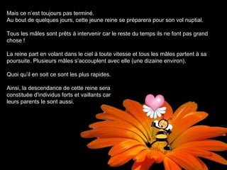 Mais ce n’est toujours pas terminé.
Au bout de quelques jours, cette jeune reine se préparera pour son vol nuptial.
Tous les mâles sont prêts à intervenir car le reste du temps ils ne font pas grand
chose !
La reine part en volant dans le ciel à toute vitesse et tous les mâles partent à sa
poursuite. Plusieurs mâles s’accouplent avec elle (une dizaine environ).
Quoi qu’il en soit ce sont les plus rapides.
Ainsi, la descendance de cette reine sera
constituée d'individus forts et vaillants car
leurs parents le sont aussi.
 