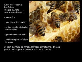 En ce qui concerne
les tâches,
chaque ouvrière
sera successivement :
- ménagère
- nourricière des larves
- cirière pour la fabrication
des alvéoles
- gardienne de la ruche
- ventileuse pour rafraîchir
la ruche
et enfin butineuse en commençant par aller chercher de l’eau,
puis du nectar, puis du pollen et enfin de la propolis.
 