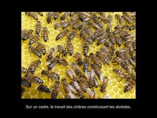 Sur un cadre, le travail des cirières construisant les alvéoles.
 