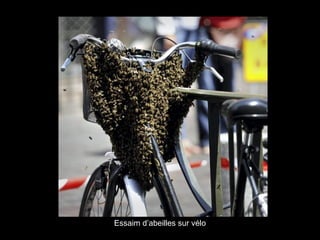 Essaim d’abeilles sur vélo
 