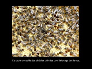 Ce cadre accueille des alvéoles utilisées pour l’élevage des larves.
 