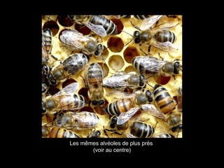 Les mêmes alvéoles de plus près
(voir au centre)
 