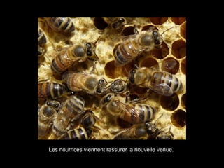 Les nourrices viennent rassurer la nouvelle venue.
 